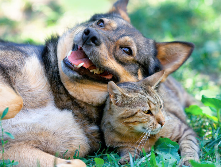 Cat & Dog Care