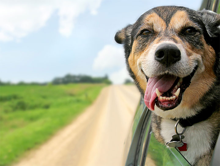 Boothbay Pet Dentists